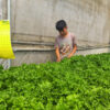Hydroponics- Tokha Farm Visit - Image 4